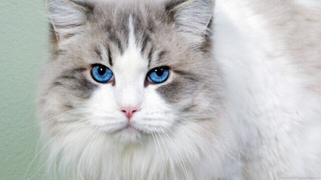 4 cose da sapere sui gatti con gli occhi azzurri